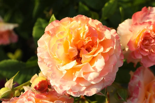 Schöne Blühende Korallenrosen Auf Verschwommenem Hintergrund Nahaufnahme — Stockfoto