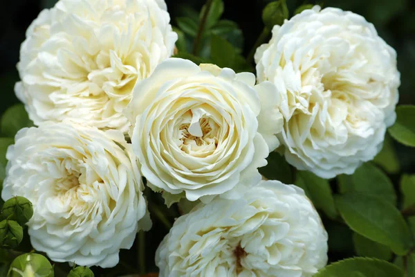 Vackra Blommande Vita Rosor Buske Utomhus Närbild — Stockfoto