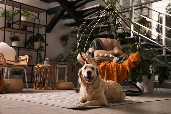 Belo Cão Golden Retriever Descansando Perto Cadeira Pendurada Terraço Interior — Fotografia de Stock