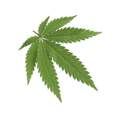 Yeşil kenevir yaprağı beyaza izole edilmiş.