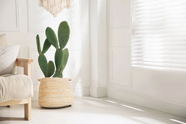 Intérieur Élégant Chambre Avec Beaux Cactus Pot — Photo
