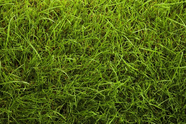 Beautiful Lush Green Grass Background Top View — Stock Photo, Image