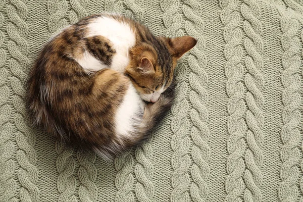 かわいい子猫は 編んだ再生に巻き込まれ テキストのためのスペースでトップビュー 赤ちゃん動物 — ストック写真