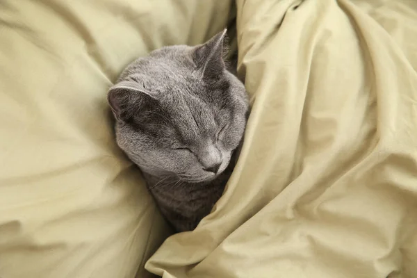 Adorável Cinza Britânico Shorthair Gato Dormindo Cama Acima Vista — Fotografia de Stock