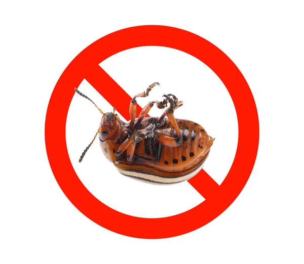 Dead Colorado Potato Beetle Red Prohibition Sign White Background — Stockfoto