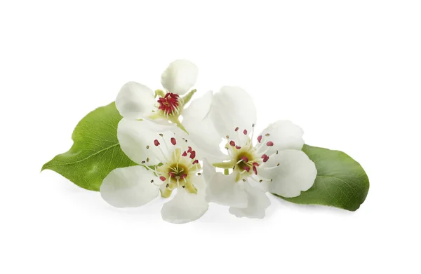 Όμορφα Λουλούδια Φύλλα Ανθισμένης Αχλαδιάς Λευκό Φόντο — Φωτογραφία Αρχείου