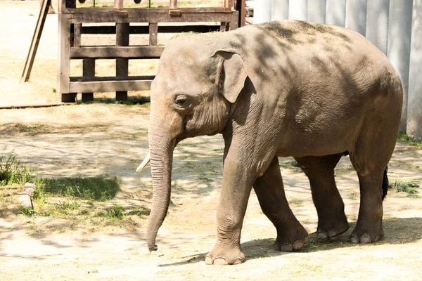 Cute Young Elephant Zoo Sunny Day — Stock Photo, Image