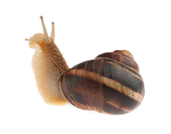 在白色背景上爬行的普通花园蜗牛 — 图库照片