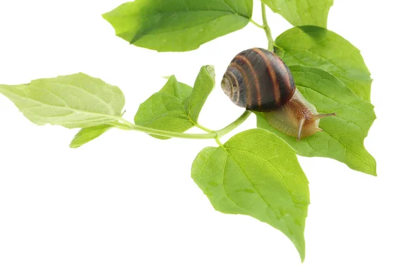 Caracol Jardín Común Arrastrándose Sobre Hojas Verdes Sobre Fondo Blanco —  Fotos de Stock