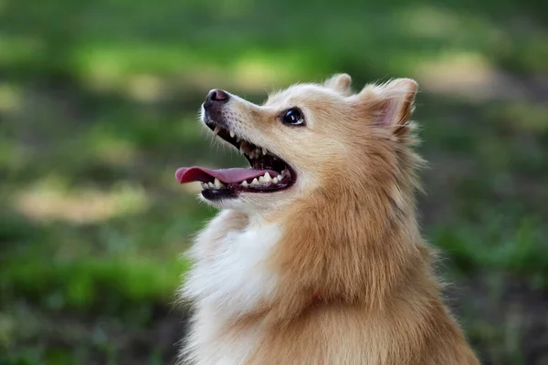 Lindo Perro Sobre Fondo Borroso Aire Libre Adorable Mascota —  Fotos de Stock