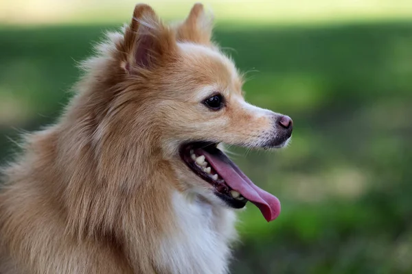Lindo Perro Sobre Fondo Borroso Aire Libre Adorable Mascota —  Fotos de Stock