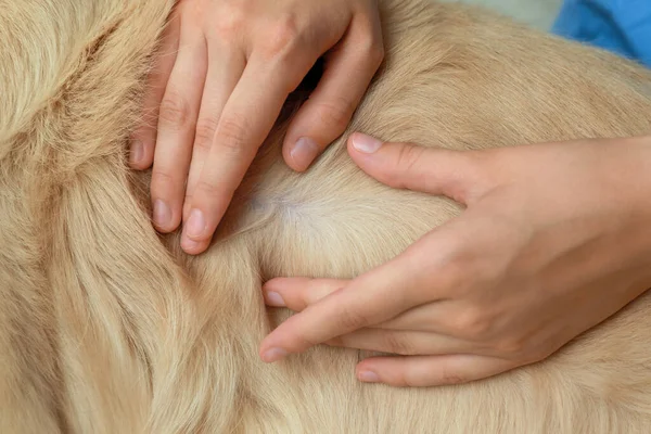 Γυναίκα Που Ελέγχει Δέρμα Του Σκύλου Για Τσιμπούρια Κοντινό Πλάνο — Φωτογραφία Αρχείου