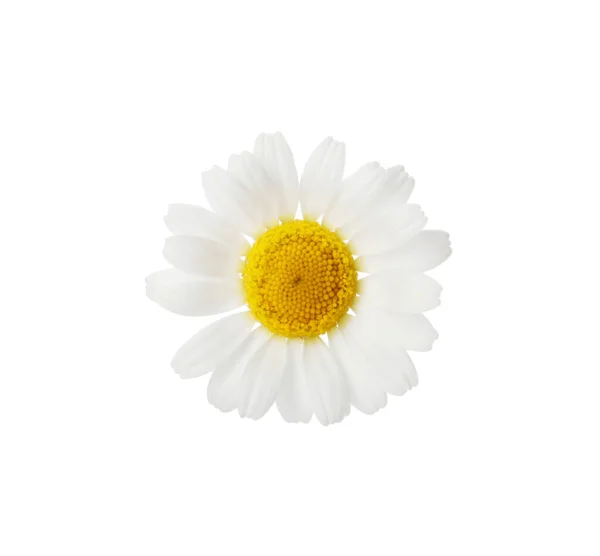 Bel Fiore Camomilla Sfondo Bianco — Foto Stock