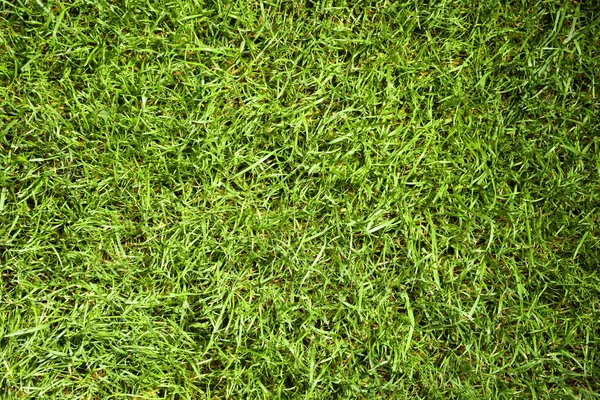 잔디에 잔디를 — 스톡 사진