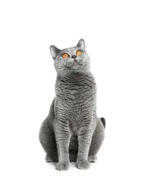 Серый Британский Кот Shorthair Белом Фоне — стоковое фото