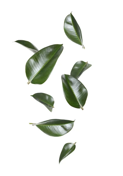 Lindas Folhas Verdes Frescas Voando Fundo Branco Colagem — Fotografia de Stock
