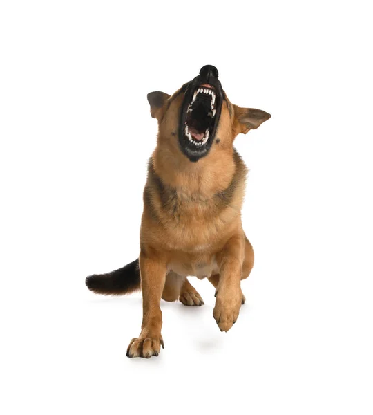Agresivní Německý Ovčák Pes Světlém Pozadí — Stock fotografie