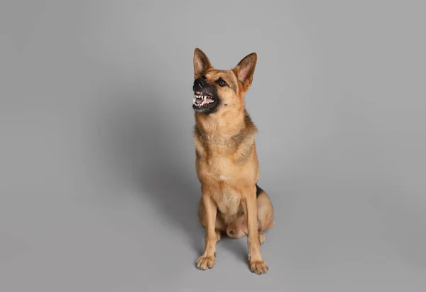 Aggressive German Shepherd Dog Grey Background — Stock Photo, Image