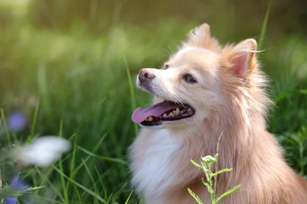 Söt Hund Parken Solig Dag Utrymme För Text — Stockfoto