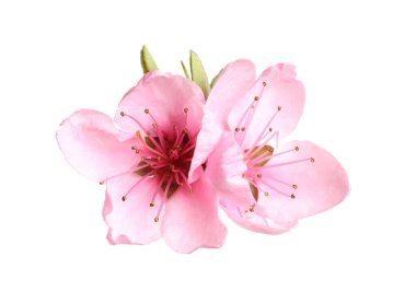 Beyaz arka planda güzel sakura ağacı çiçekleri