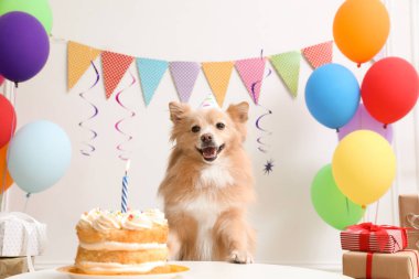 Masada parti şapkası takan sevimli bir köpek ve süslü bir odada lezzetli bir doğum günü pastası.
