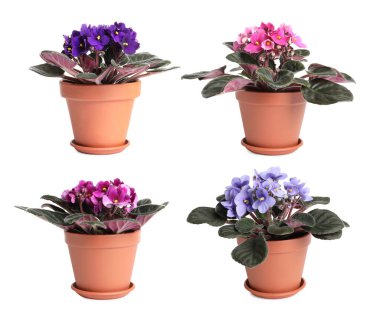 Beyaz arkaplanda güzel menekşe çiçekleriyle ayarlandı