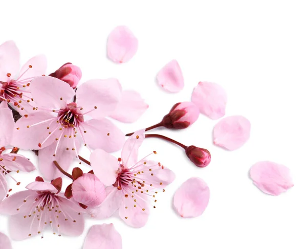 Bellissimi Fiori Sakura Rosa Isolati Bianco — Foto Stock