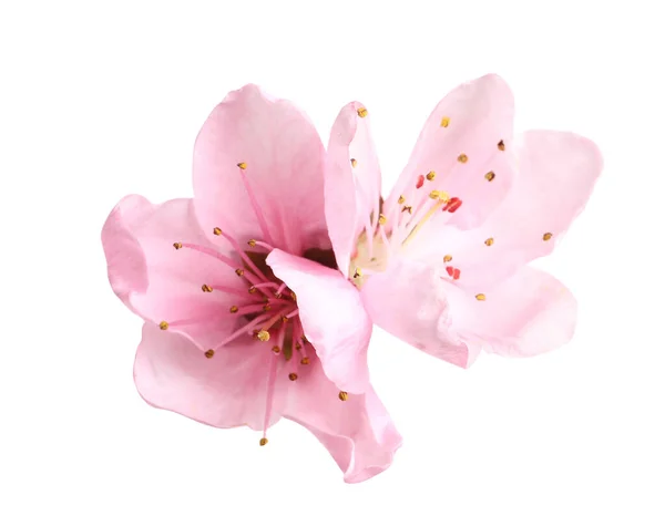 Schöne Sakura Baum Blumen Auf Weißem Hintergrund — Stockfoto