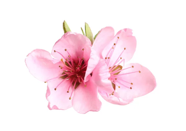 Красивые Цветы Сакуры Белом Фоне — стоковое фото