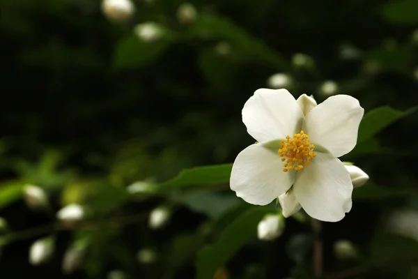Widok Bliska Piękny Kwiat Jaśminu Zewnątrz Miejsce Tekst — Zdjęcie stockowe