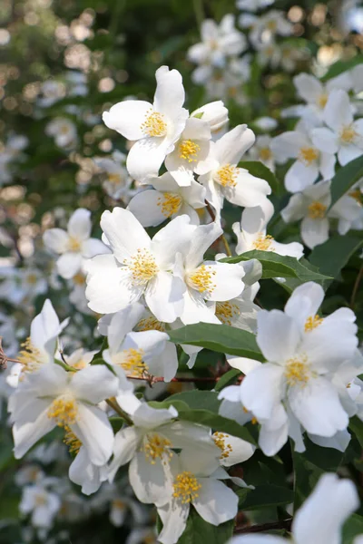 Vue Rapprochée Bel Arbuste Jasmin Blanc Fleurs Extérieur — Photo