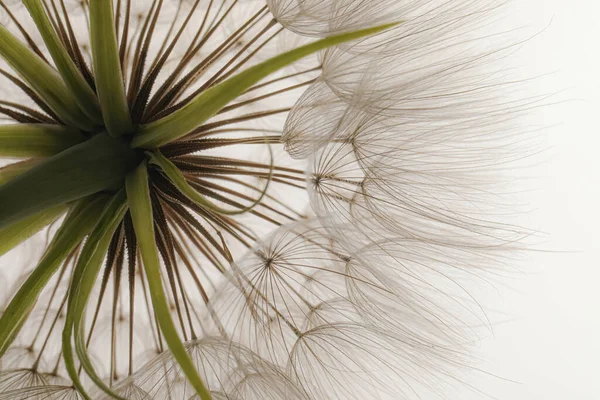 Beyaz Arka Planda Güzel Pofuduk Karahindiba Çiçeği Yakın Plan — Stok fotoğraf