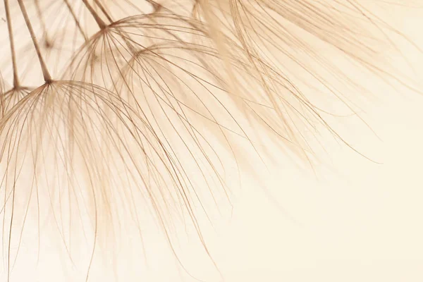 Beautiful Fluffy Dandelion Flower Beige Background Closeup — Stock Photo, Image