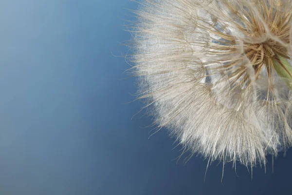 Schöne Flauschige Löwenzahnblume Auf Blauem Hintergrund Nahaufnahme Raum Für Text — Stockfoto