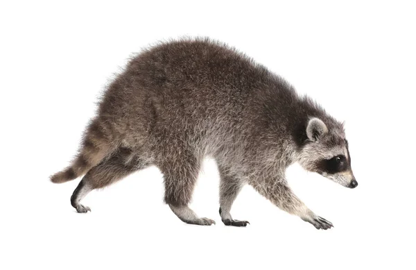 Lindo Mapache Común Divertido Aislado Blanco — Foto de Stock