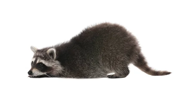 Mignon Drôle Raton Laveur Commun Isolé Sur Blanc — Photo