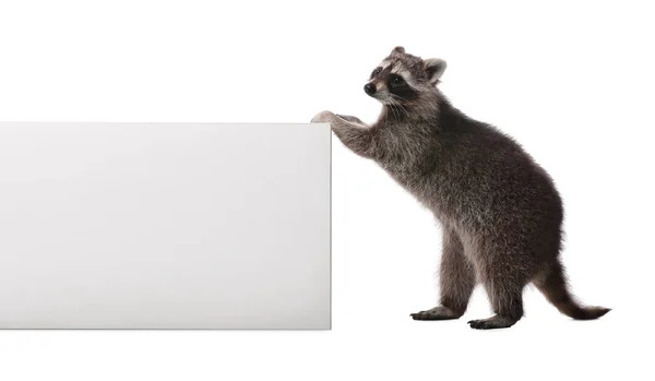 Cute Funny Common Raccoon Isolated White — Stock Photo, Image