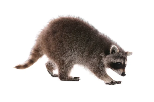 Lindo Mapache Común Divertido Aislado Blanco — Foto de Stock