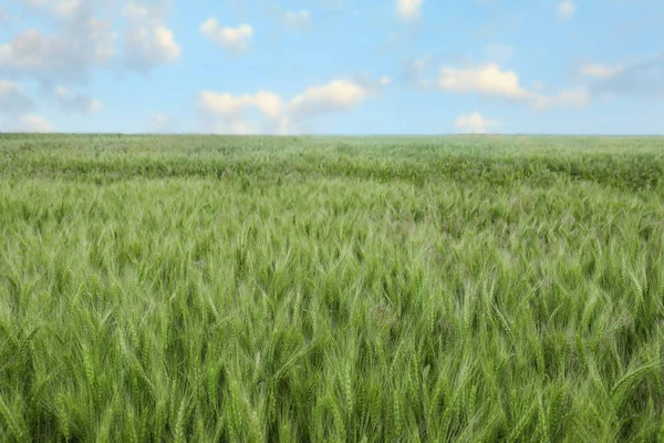 Vakker Utsikt Åkrer Med Modnende Hvete – stockfoto