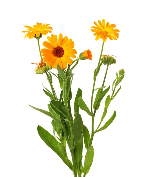 Belle Plante Calendula Floraison Isolée Sur Blanc — Photo