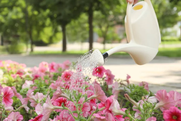 Bewässerung Blühender Rosa Petunien Mit Beiger Gießkanne Freien — Stockfoto