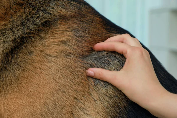 Vrouw Die Huid Van Hond Controleert Teken Close — Stockfoto