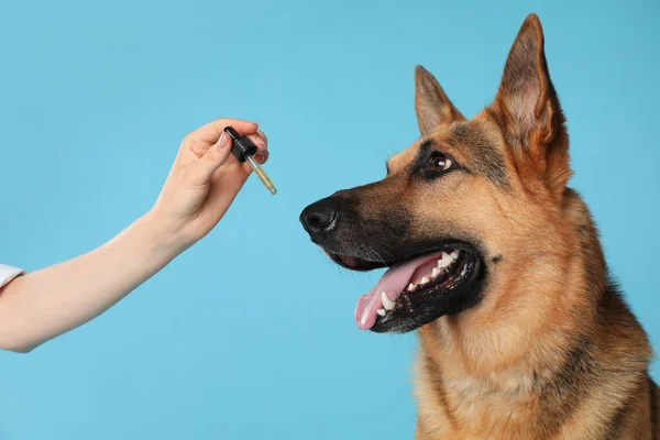 Kvinna Som Ger Tinktur Till Schäfer Hund Turkos Bakgrund Närbild — Stockfoto