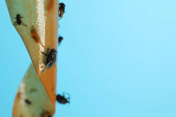 トルコ石の背景に死んだハエと粘着性のある昆虫のテープを閉じます テキストのスペース — ストック写真