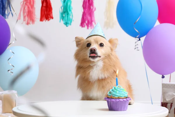 Lindo Perro Con Sombrero Fiesta Mesa Con Delicioso Cupcake Cumpleaños —  Fotos de Stock