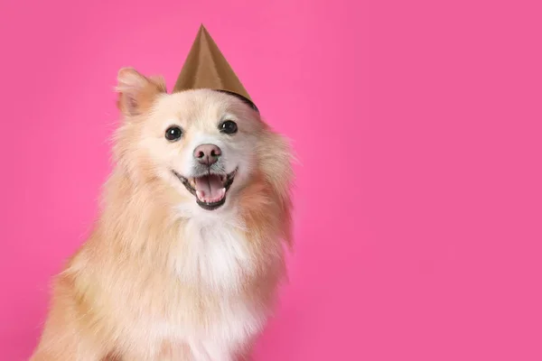 Cão Bonito Com Chapéu Festa Fundo Rosa Espaço Para Texto — Fotografia de Stock