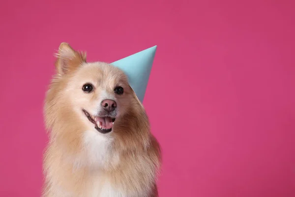 Pembe Arka Planda Parti Şapkası Olan Şirin Bir Köpek Mesaj — Stok fotoğraf