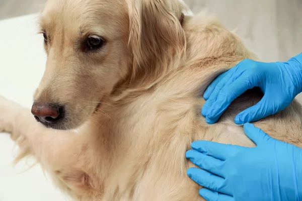 Veterinarian checking dog\'s skin for ticks on blurred background, closeup