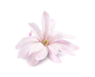 Güzel pembe manolya çiçeği beyaza izole edilmiş.
