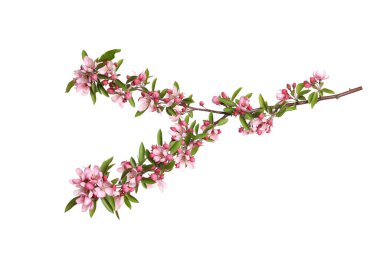 Güzel sakura ağacı dalı beyaza izole edilmiş.